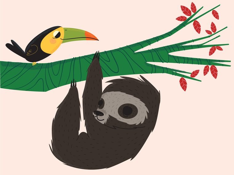 Sloth and Toucan